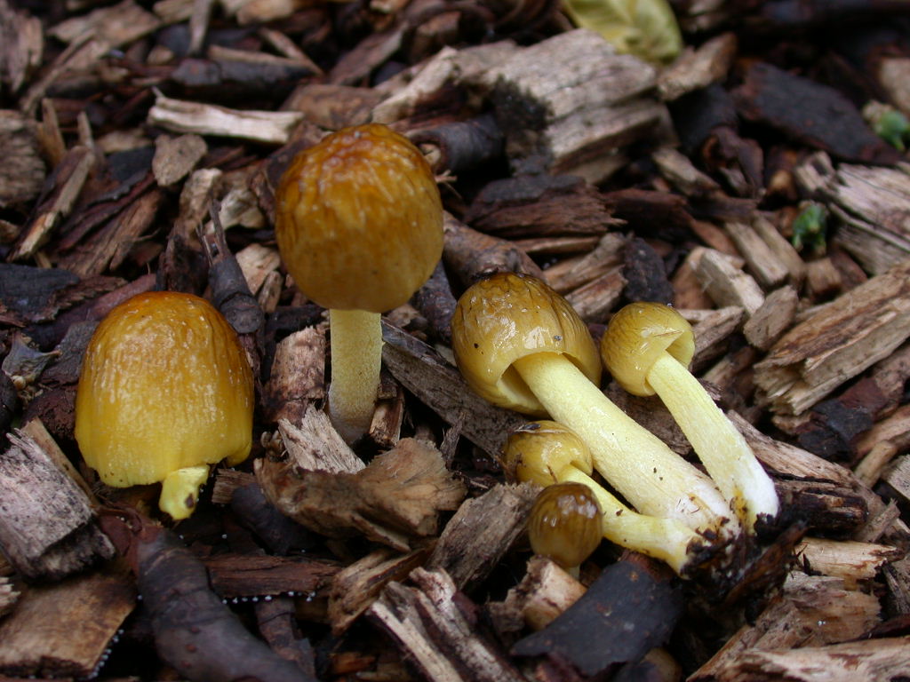 Oggi N�1  ... 12 Giugno 2010